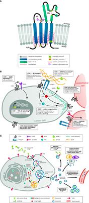 Prognostic value and multifaceted roles of tetraspanin CD9 in cancer